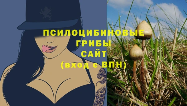 прущие грибы Гусиноозёрск