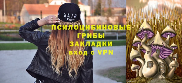 прущие грибы Гусиноозёрск
